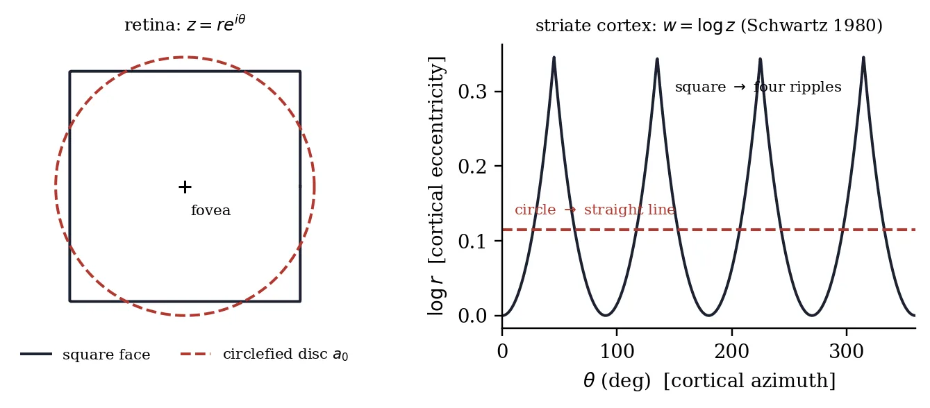 Figure 12: The cortical fisheye. Left: on the retina, the square face and its circlefied disc of radius a_0 = 0.561 a (HER eq. 9) centred on the fovea. Right: in striate cortex under w = z